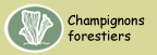 Champignons forestiers