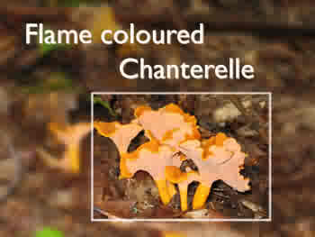 Flame coloured Chanterelle